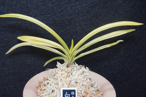 桜井園芸web shop】 富貴蘭/長生蘭/石斛 通販専門店