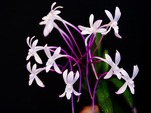 富貴蘭「天紅梅」