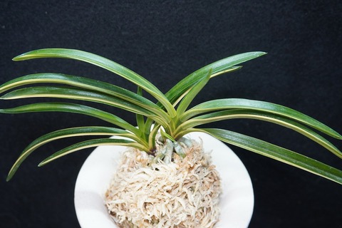 桜井園芸web shop】 富貴蘭/長生蘭/石斛 通販専門店