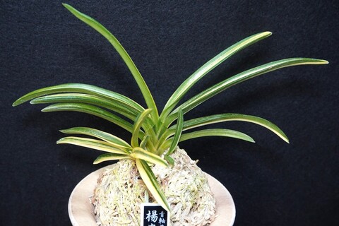 桜井園芸web shop】 富貴蘭/長生蘭/石斛 通販専門店