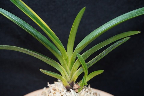 富貴蘭　香嵐渓 富貴蘭 香嵐渓