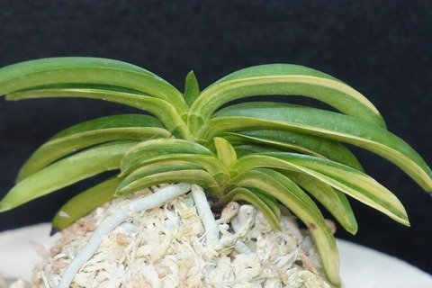 桜井園芸web shop】 富貴蘭/長生蘭/石斛 通販専門店