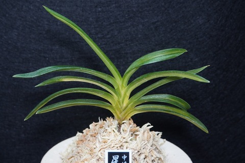 富貴蘭「星光殿」