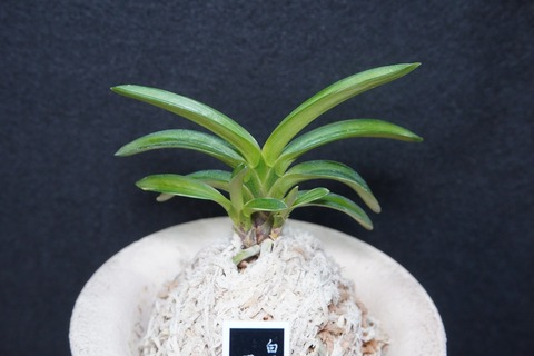 富貴蘭（葉芸）の商品一覧 | 【桜井園芸web shop】 富貴蘭/長生蘭/石斛