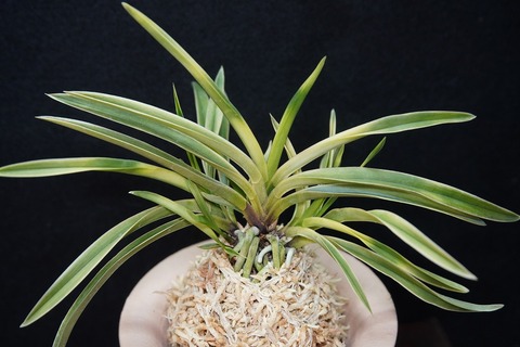 富貴蘭の商品一覧 | 【桜井園芸web shop】 富貴蘭/長生蘭/石斛 通販専門店