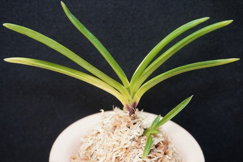 桜井園芸web shop】 富貴蘭/長生蘭/石斛 通販専門店