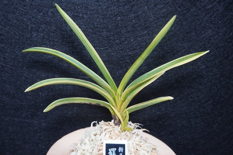 商品一覧 | 【桜井園芸web shop】 富貴蘭/長生蘭/石斛 通販専門店