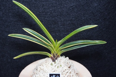 富貴蘭「建国覆輪」