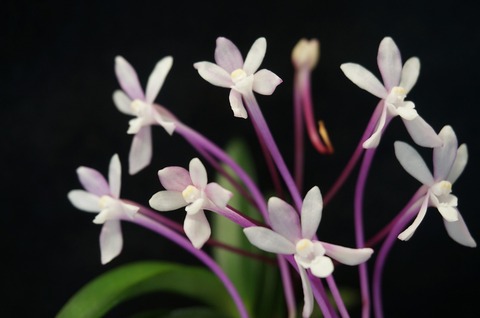 富貴蘭「天紅梅」