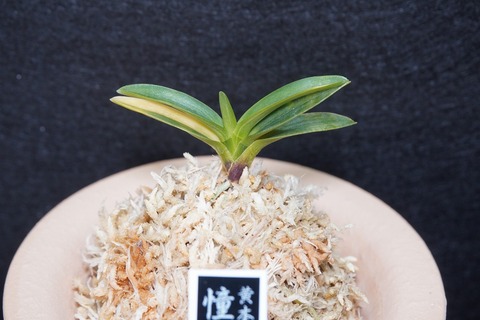 富貴蘭「憧憬」