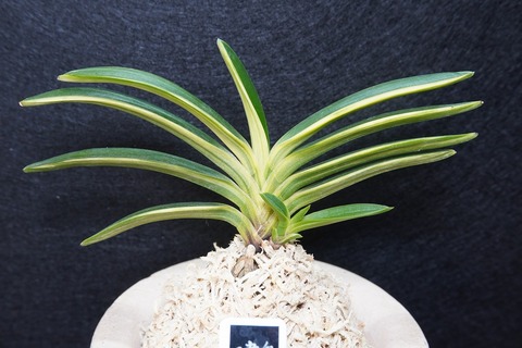 富貴蘭「建国の深雪」