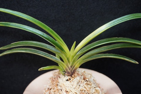 桜井園芸web shop】 富貴蘭/長生蘭/石斛 通販専門店