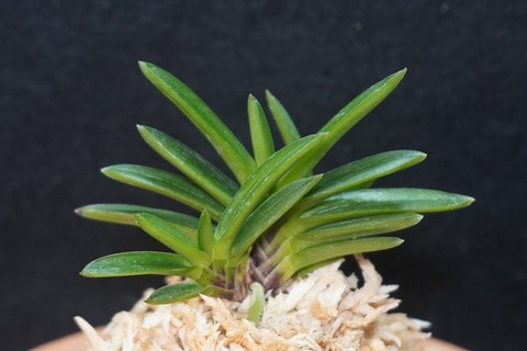 富貴蘭盛り合わせ 桜井園芸web shop】 富貴蘭/長生蘭/石斛 通販専門店