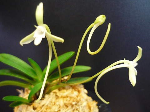 富貴蘭（花物）の商品一覧 | 【桜井園芸web shop】 富貴蘭/長生蘭 通販