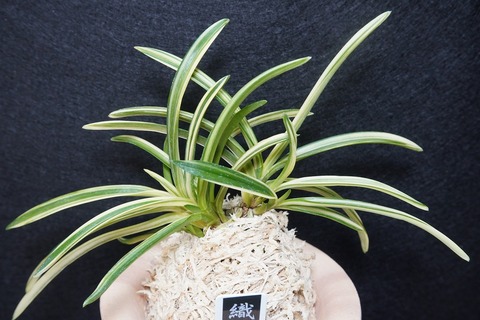 桜井園芸web shop】 富貴蘭/長生蘭 通販専門店