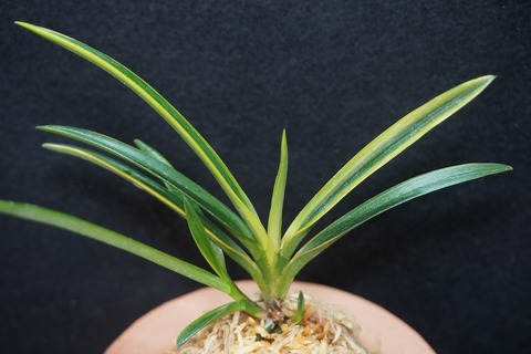 桜井園芸web shop】 富貴蘭/長生蘭/石斛 通販専門店