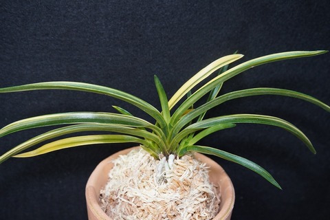 商品一覧 | 【桜井園芸web shop】 富貴蘭/長生蘭/石斛 通販専門店