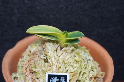 富貴蘭「覚王山」