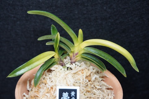 富貴蘭「夢路」