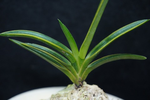 富貴蘭「建国覆輪」