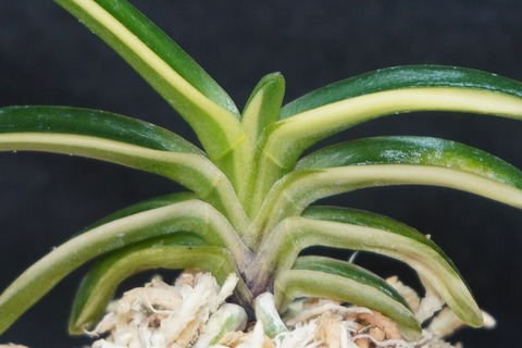 桜井園芸web shop】 富貴蘭/長生蘭/石斛 通販専門店