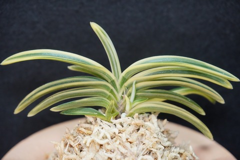 桜井園芸web shop】 富貴蘭/長生蘭/石斛 通販専門店