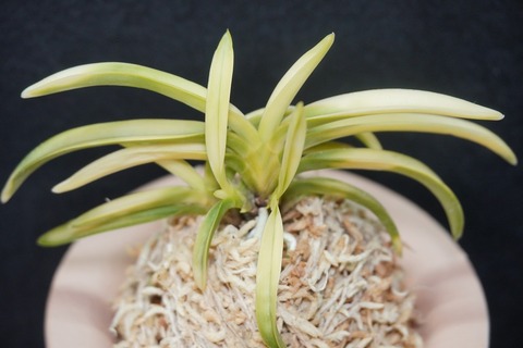 富貴蘭「唐錦」