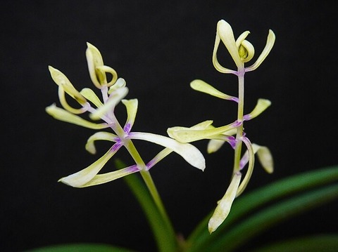 富貴蘭「天女の舞」