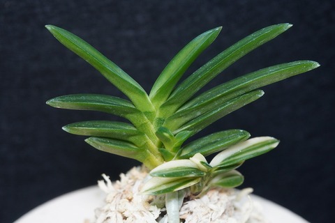 富貴蘭（葉芸）の商品一覧 | 【桜井園芸web shop】 富貴蘭/長生蘭 通販