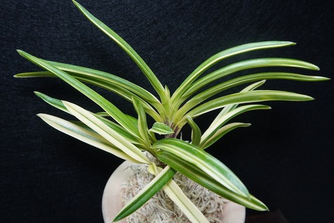 富貴蘭「都羽二重」