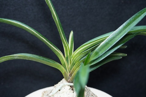 桜井園芸web shop】 富貴蘭/長生蘭/石斛 通販専門店