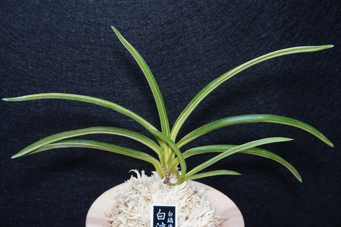 桜井園芸web shop】 富貴蘭/長生蘭/石斛 通販専門店