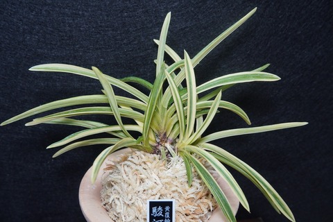 新着商品！の商品一覧 | 【桜井園芸web shop】 富貴蘭/長生蘭/石斛