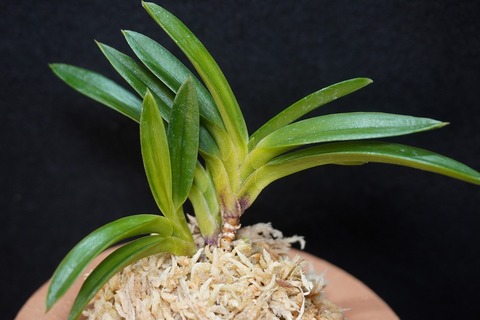 商品一覧 | 【桜井園芸web shop】 富貴蘭/長生蘭/石斛 通販専門店