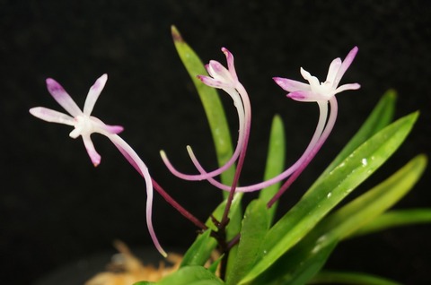 富貴蘭「朱天王虎」