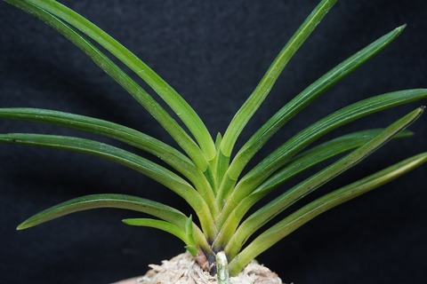 富貴蘭　まっちゃん建国縞 建国の縞 : □ サムライ オーキッド □ 富貴蘭 セレクトショップ