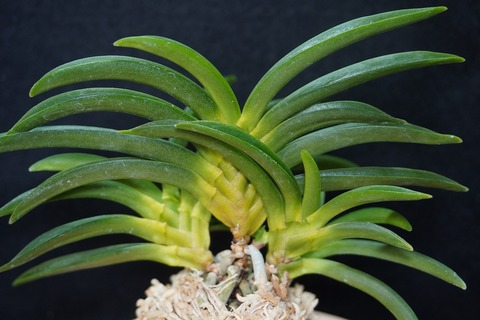 桜井園芸web shop】 富貴蘭/長生蘭/石斛 通販専門店