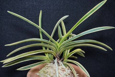 富貴蘭「紫宸殿」