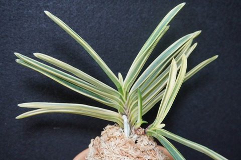 桜井園芸web shop】 富貴蘭/長生蘭/石斛 通販専門店