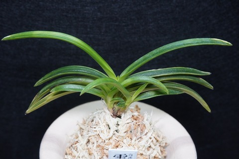 商品一覧 | 【桜井園芸web shop】 富貴蘭/長生蘭 通販専門店