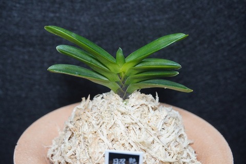 富貴蘭「照国」