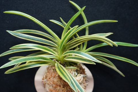 富貴蘭の商品一覧 | 【桜井園芸web shop】 富貴蘭/長生蘭/石斛 通販専門店