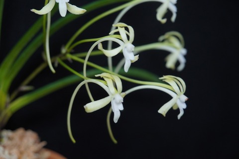 富貴蘭「翡翠」