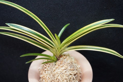 富貴蘭「宝覆輪」