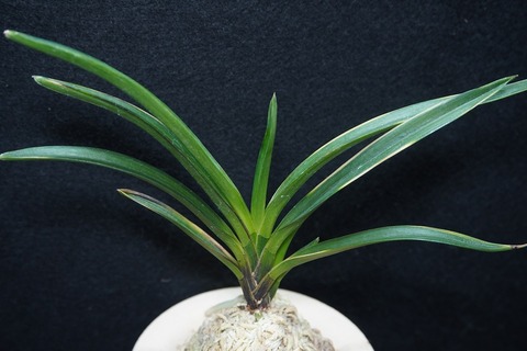 富貴蘭「墨天」