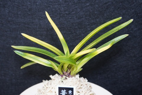 桜井園芸web shop】 富貴蘭/長生蘭 通販専門店