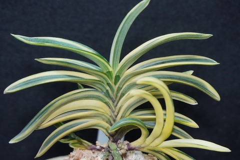 富貴蘭「西鶴」