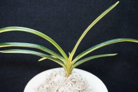 桜井園芸web shop】 富貴蘭/長生蘭/石斛 通販専門店