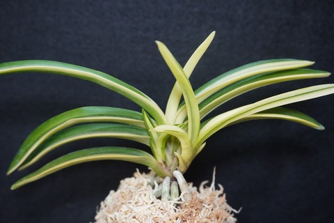 富貴蘭　赤煉瓦(現品限り) 富貴蘭 真紅 現品 S21 フウキラン フウラン : OKABE GREEN