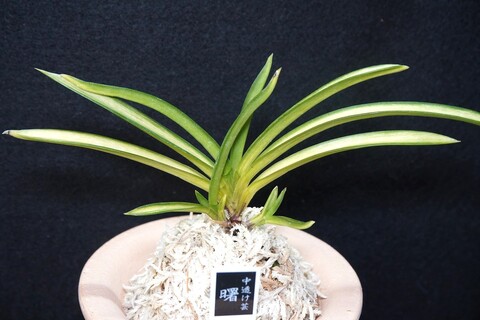 桜井園芸web shop】 富貴蘭/長生蘭/石斛 通販専門店